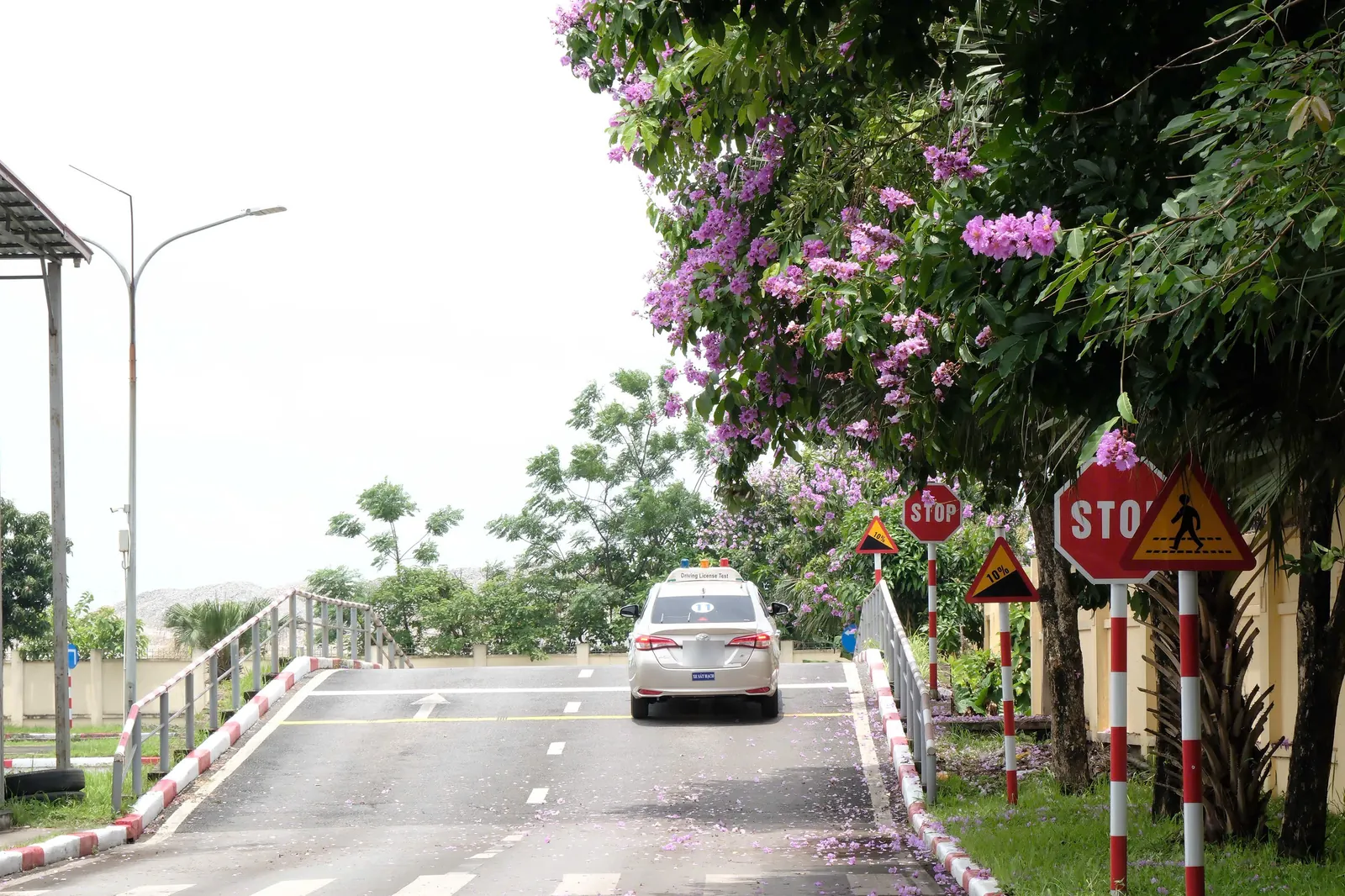 Xe tập lái lên dốc ở sân sa hình, hai bên là biển báo và hàng bằng lăng nở hoa